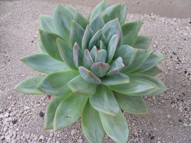 阿格拉娅 Echeveria 'Aglaya'