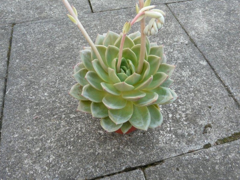 阿格拉娅 Echeveria 'Aglaya'