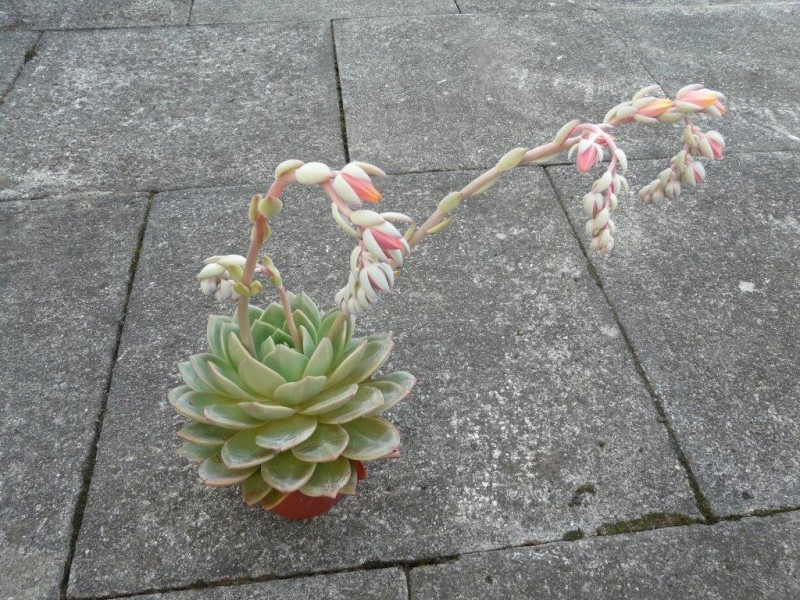 阿格拉娅 Echeveria 'Aglaya'