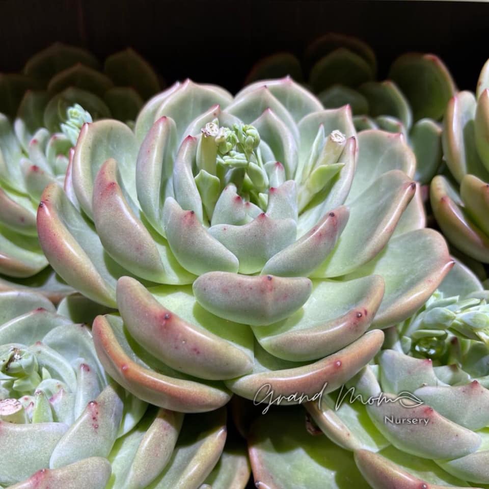 粉香槟 Echeveria 'Aglaya'