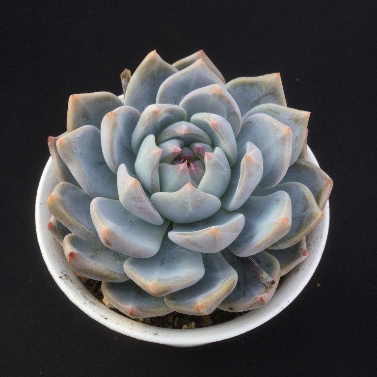 艾米 Echeveria 'Amie'