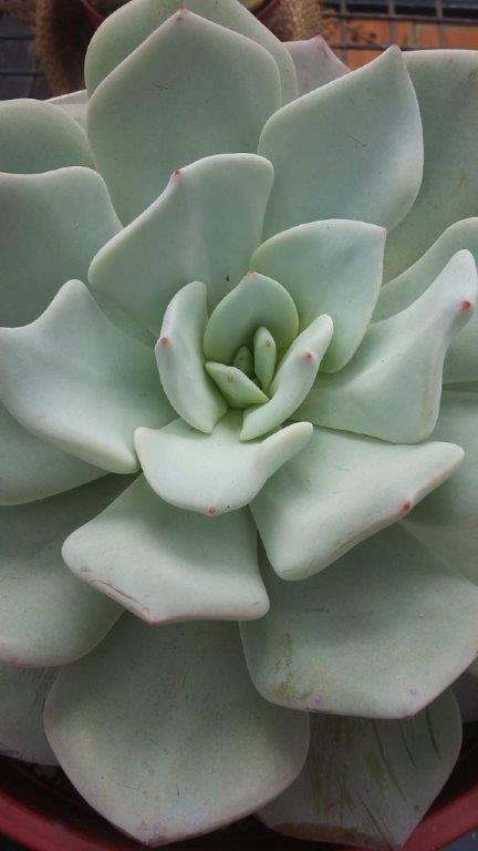 雪莲系多肉 Echeveria 'Antonio Gonzalez' 