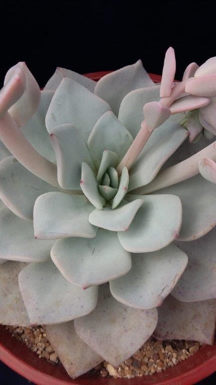 雪莲系多肉 Echeveria 'Antonio Gonzalez' 