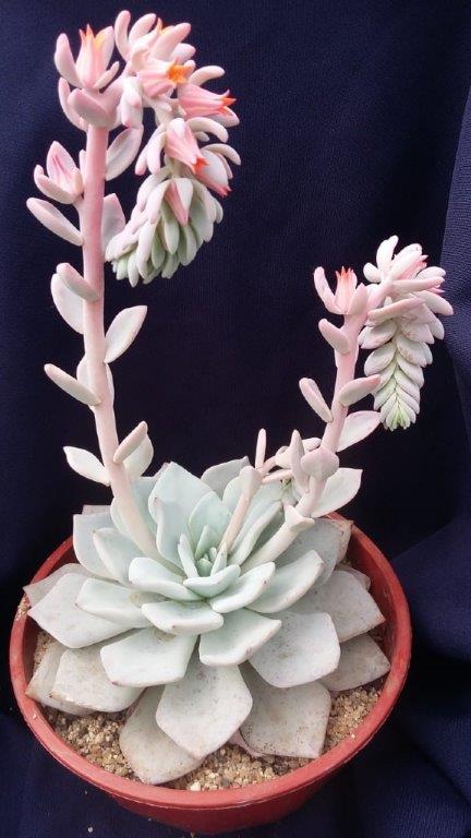 雪莲系多肉 Echeveria 'Antonio Gonzalez' 