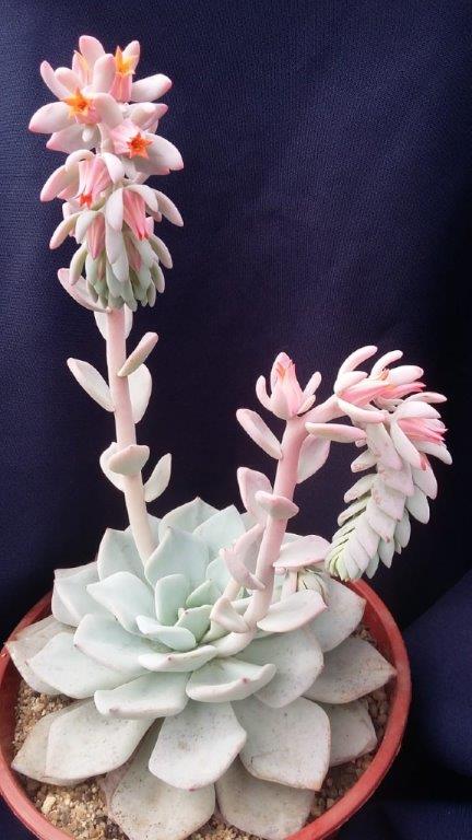 雪莲系多肉 Echeveria 'Antonio Gonzalez' 