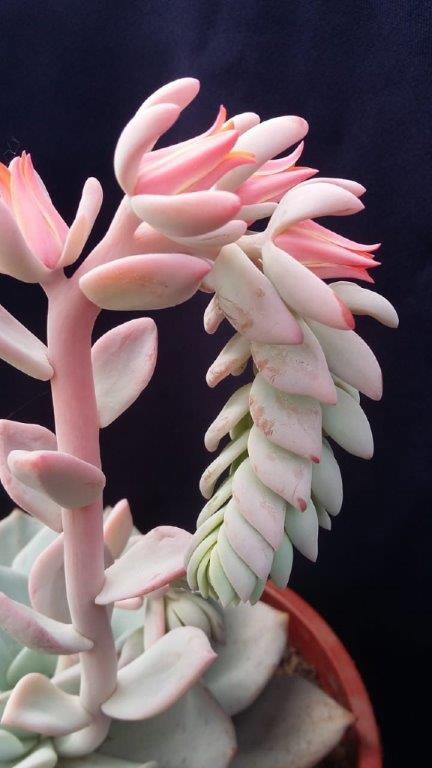 雪莲系多肉 Echeveria 'Antonio Gonzalez' 