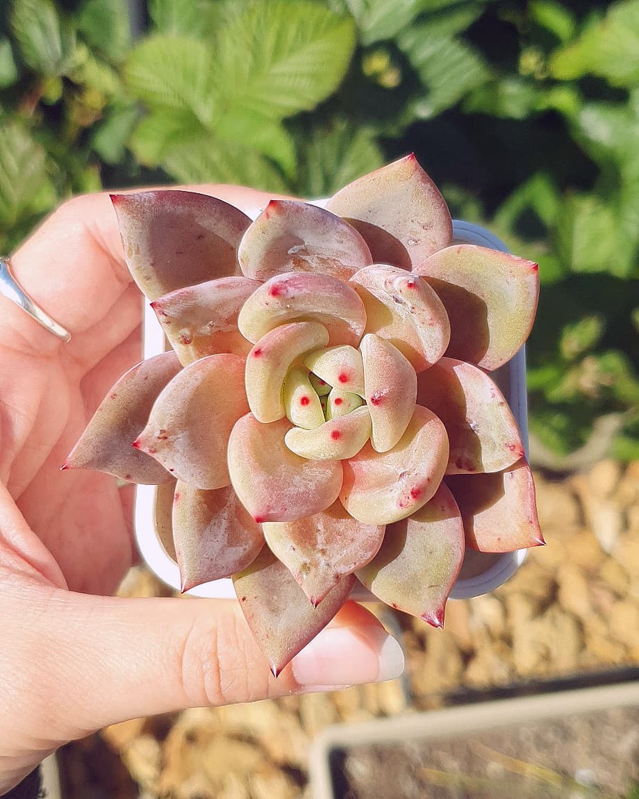 阿罗亚 Echeveria 'Aroa'