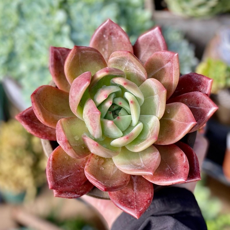 阿罗亚 Echeveria 'Aroa'