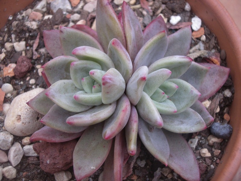 阿罗亚 Echeveria 'Aroa'