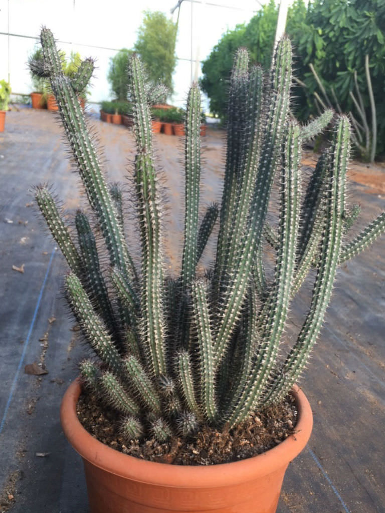 密刺麒麟 Euphorbia baioensis