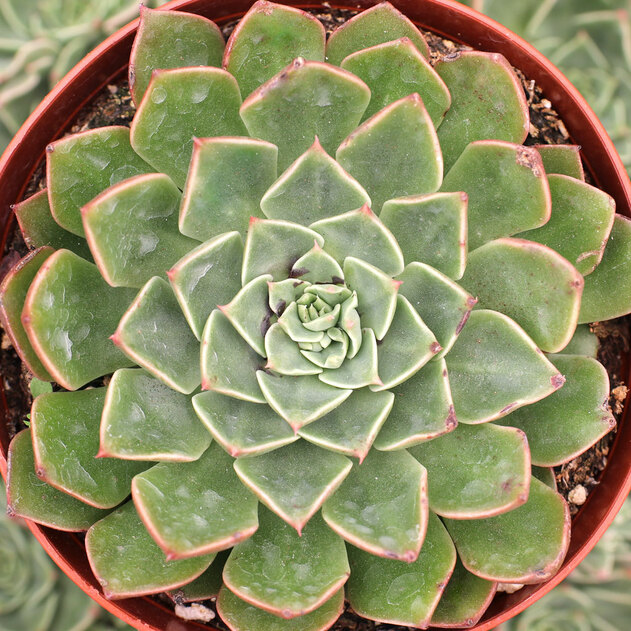 贝拉娜 xGraptoveria 'Belana'