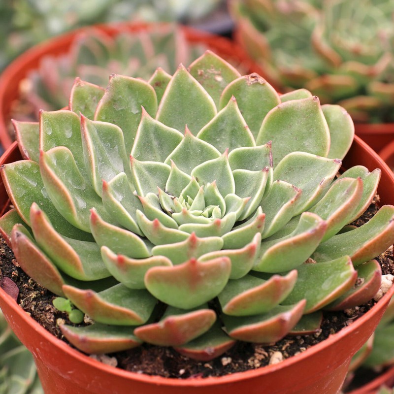 贝拉娜 xGraptoveria 'Belana'