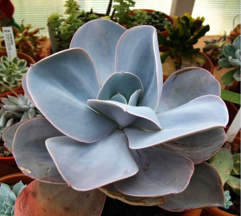 雪莲系 Echeveria 'Blue Dude'