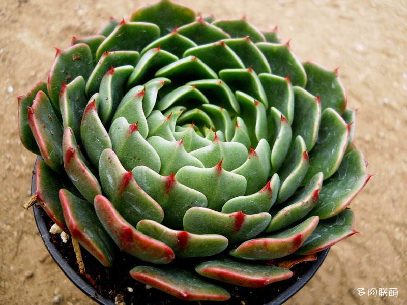 玉米糖 Echeveria 'Candy Corn' 