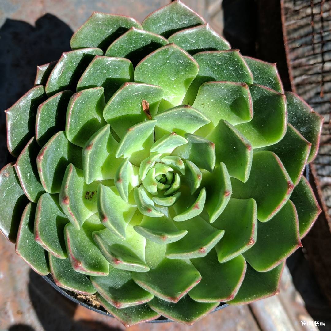 玉米糖 Echeveria 'Candy Corn' 