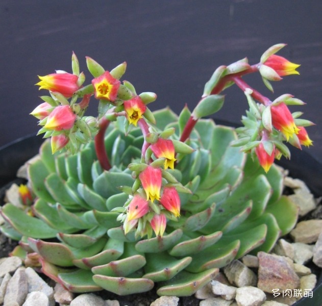 玉米糖 Echeveria 'Candy Corn' 