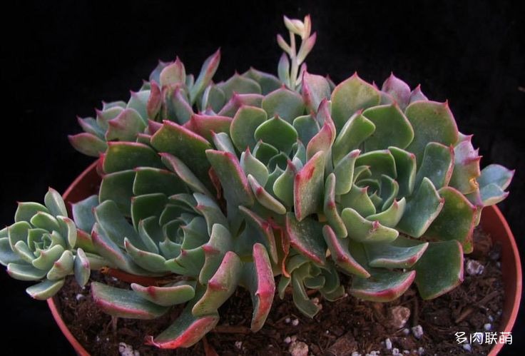 玉米糖 Echeveria 'Candy Corn' 