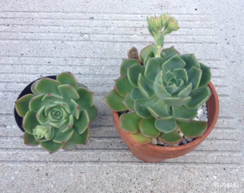 玉米糖 Echeveria 'Candy Corn' 