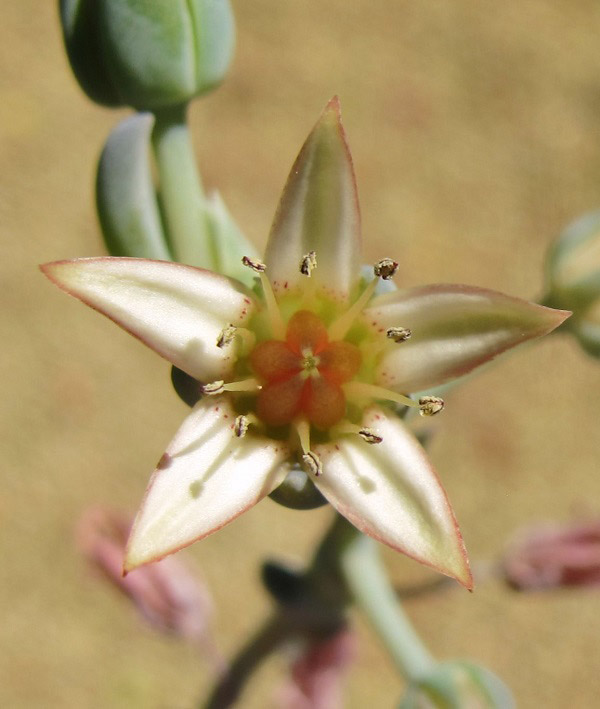 卡普费拉 xGraptoveria 'Cap Ferrat'