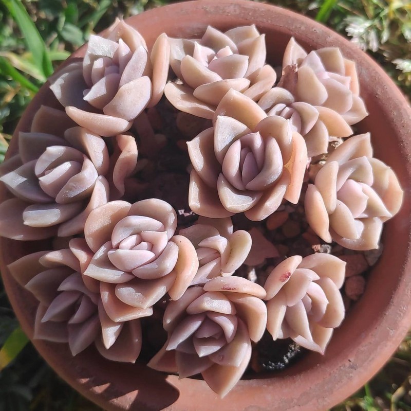 卡普费拉 xGraptoveria 'Cap Ferrat'