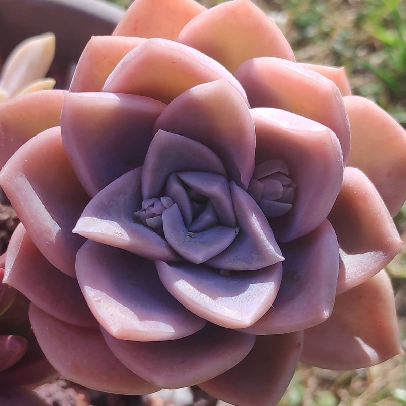 卡普费拉 xGraptoveria 'Cap Ferrat'