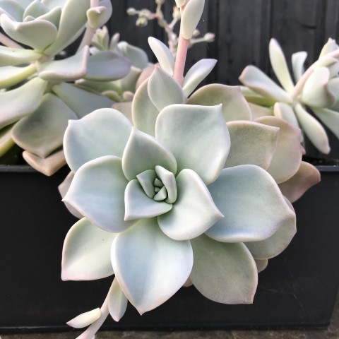 卡普费拉 xGraptoveria 'Cap Ferrat'