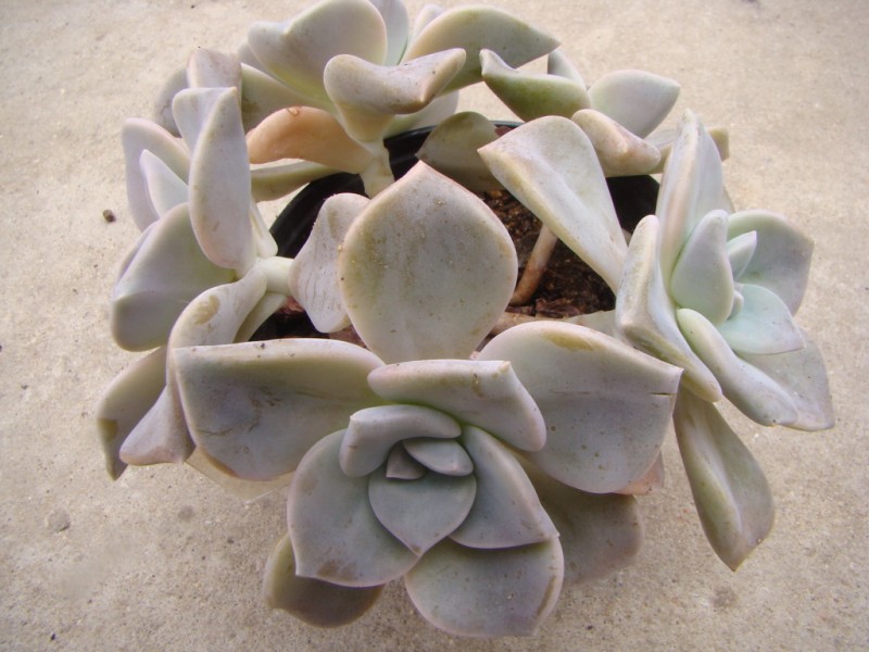 卡普费拉 xGraptoveria 'Cap Ferrat'