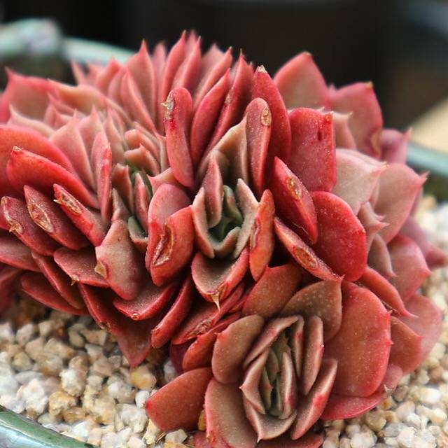 银明色缀化  Echeveria Carnicolor