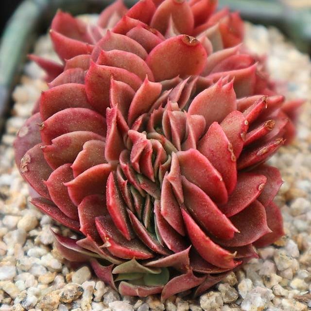 银明色缀化  Echeveria Carnicolor