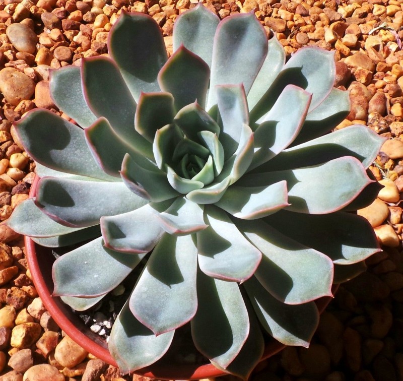 锡兰 Echeveria 'Ceylon'