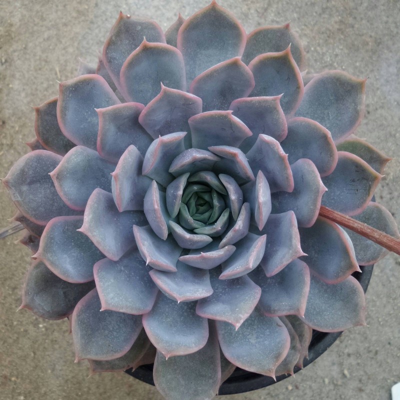 锡兰 Echeveria 'Ceylon'