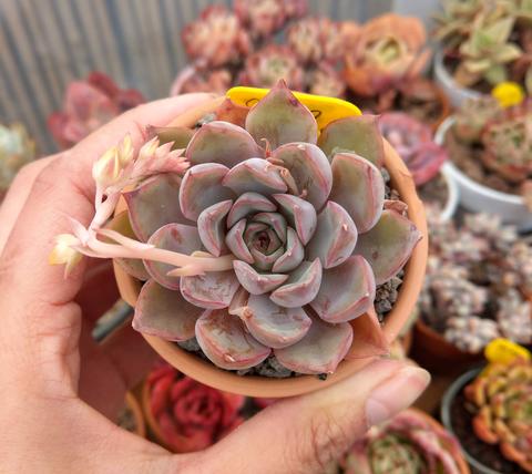 锡兰 Echeveria 'Ceylon'