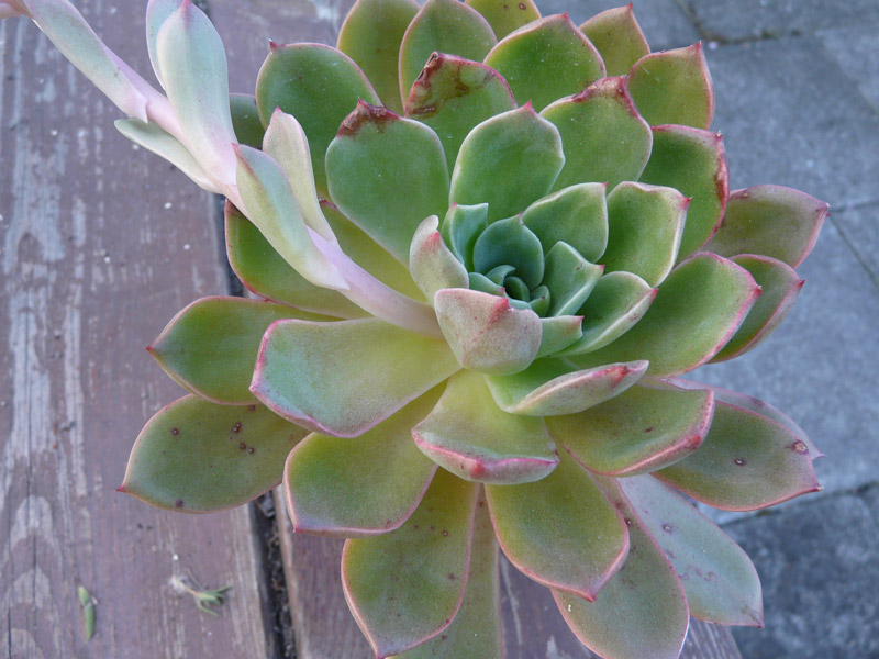 雪莲系 Echeveria 'Eider'