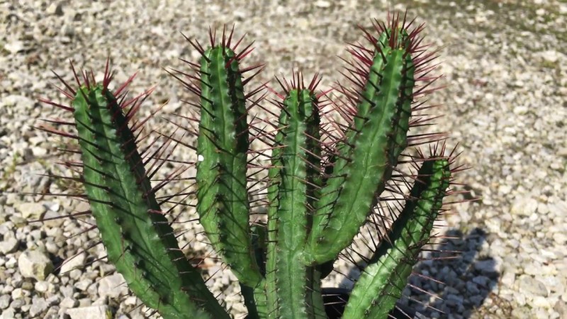 猛麒麟 Euphorbia ferox