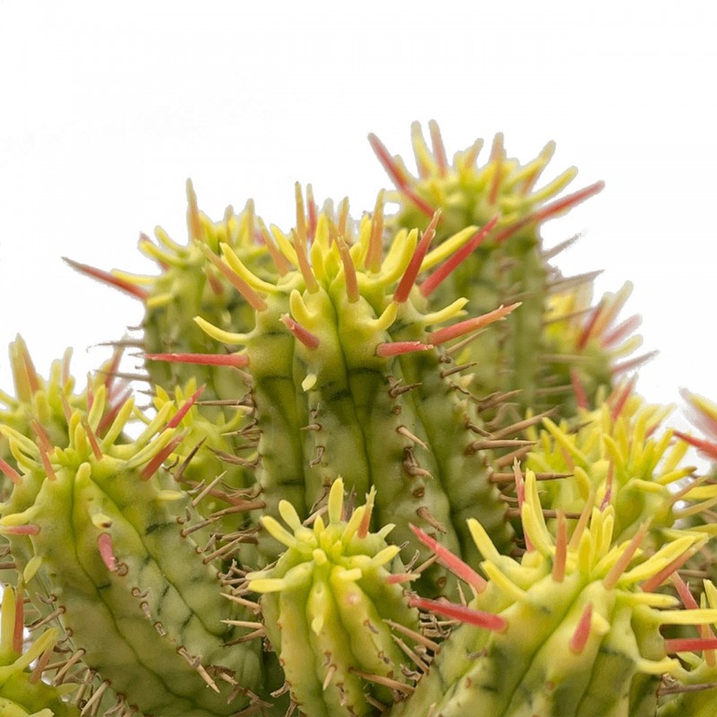 猛麒麟锦化 Euphorbia ferox variegata
