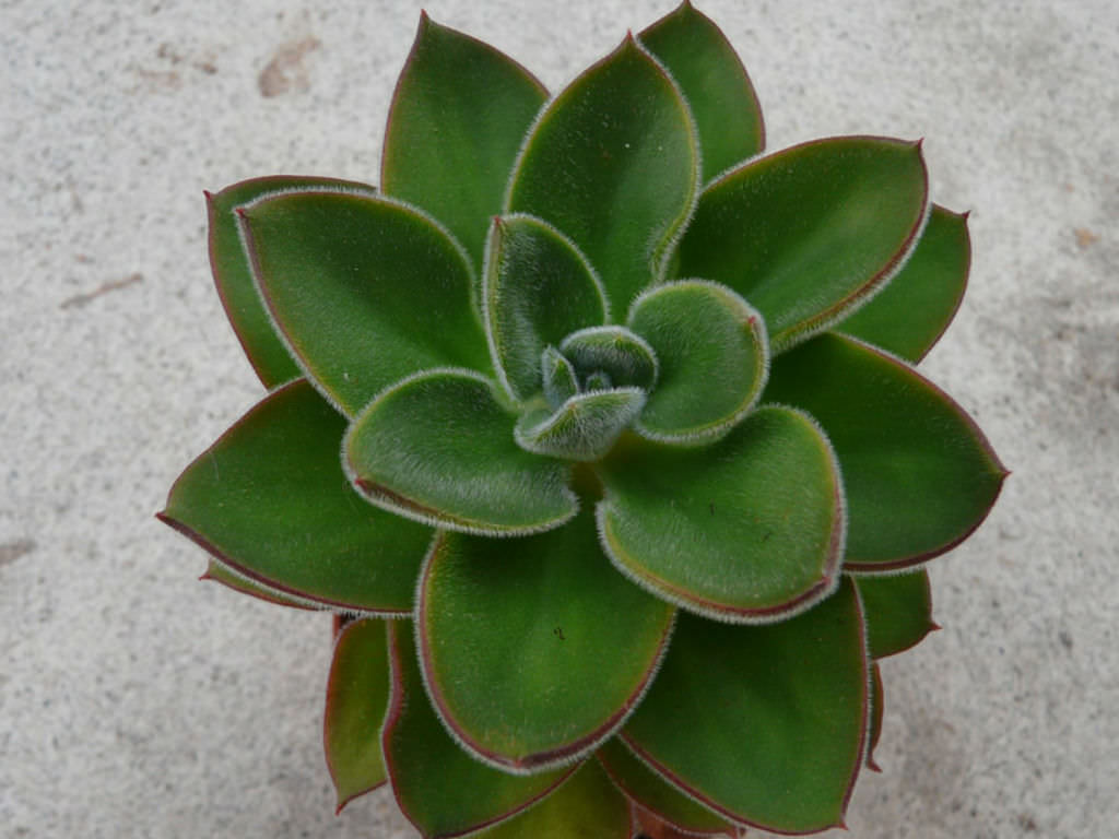 赤渚莲、墨西哥大爆竹 E. 'Giant Mexican Firecracker'