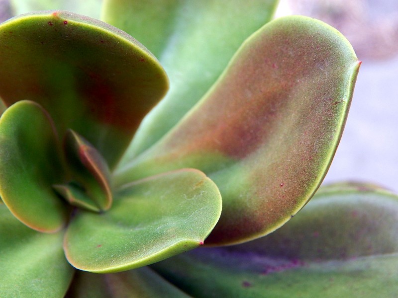 雪莲系，Echeveria 'Galleguita'