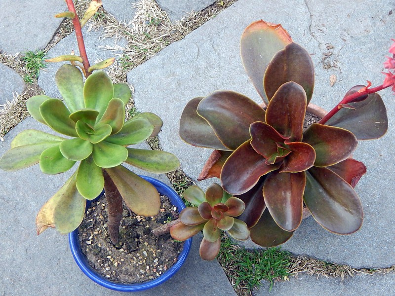 雪莲系，Echeveria 'Galleguita'和其亲本 Echeveria fimbriata