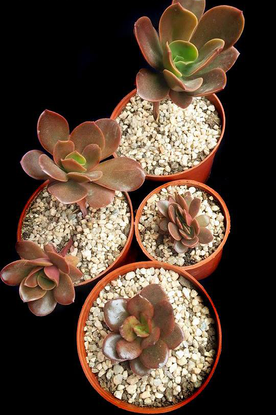 雪莲系，Echeveria 'Galleguita'