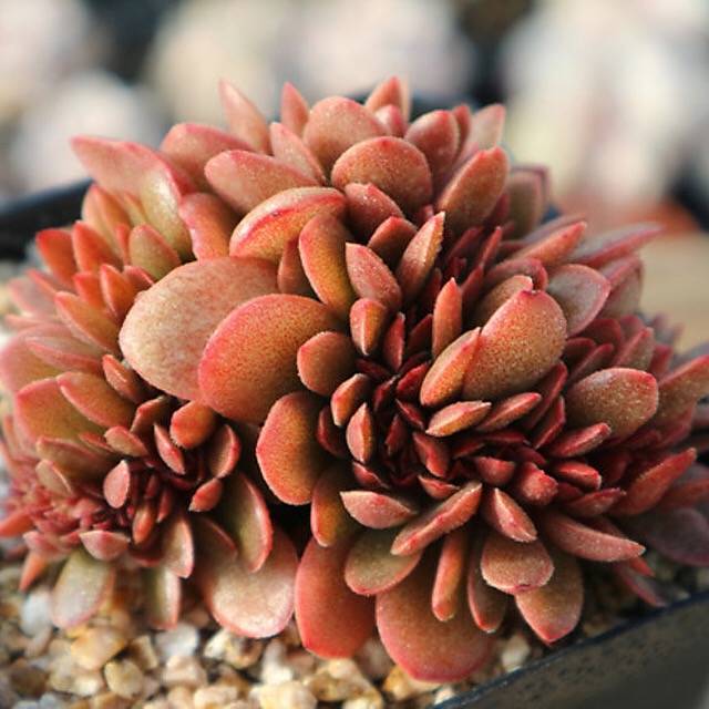 像糖果缀的Echeveria Ghidoric Iron