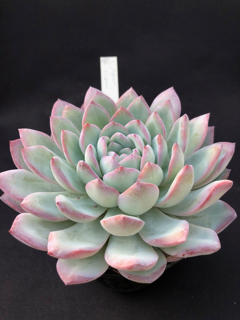 花月夜杂雪莲，白桃 Echeveria 'Hakutou'