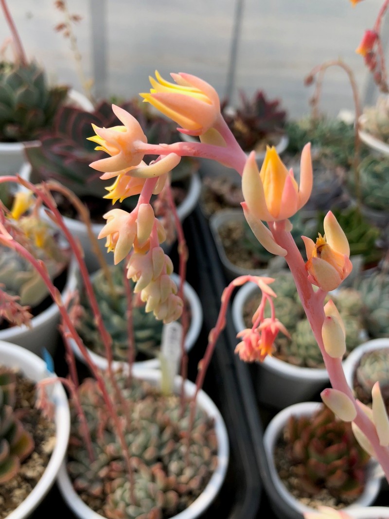 花月夜杂雪莲，白桃 Echeveria 'Hakutou'