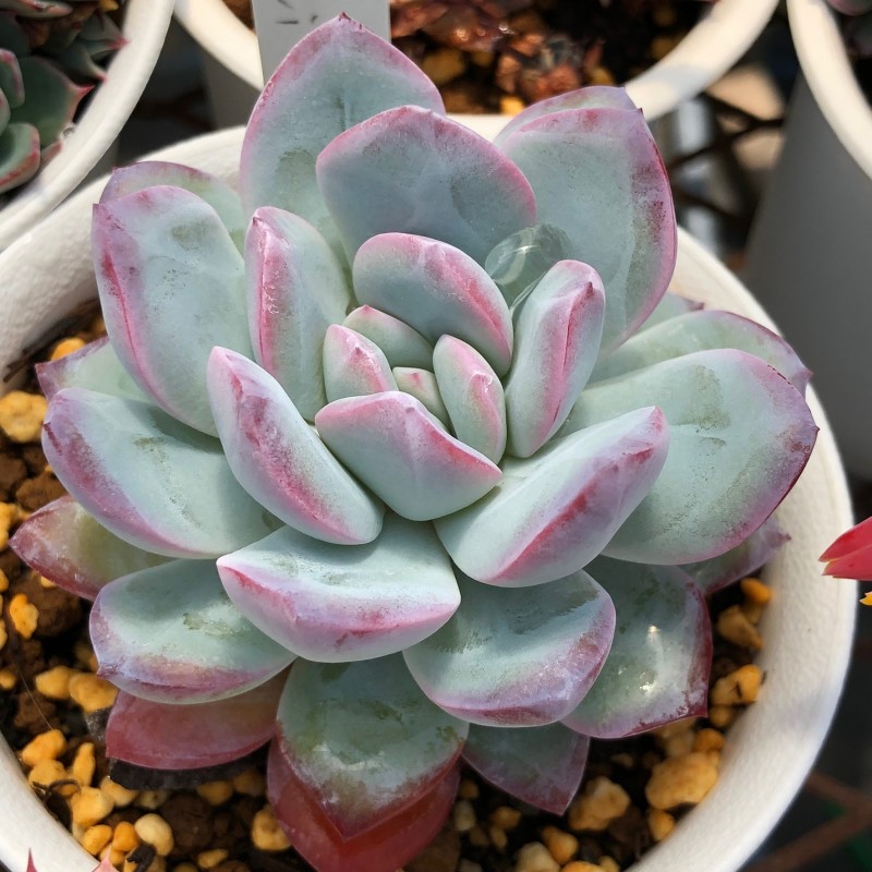 花月夜杂雪莲，白桃 Echeveria 'Hakutou'