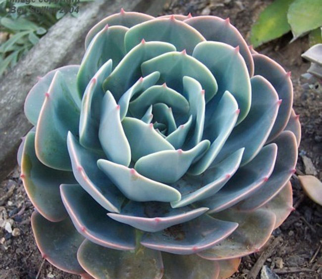 玉凤 Echeveria Imbricata