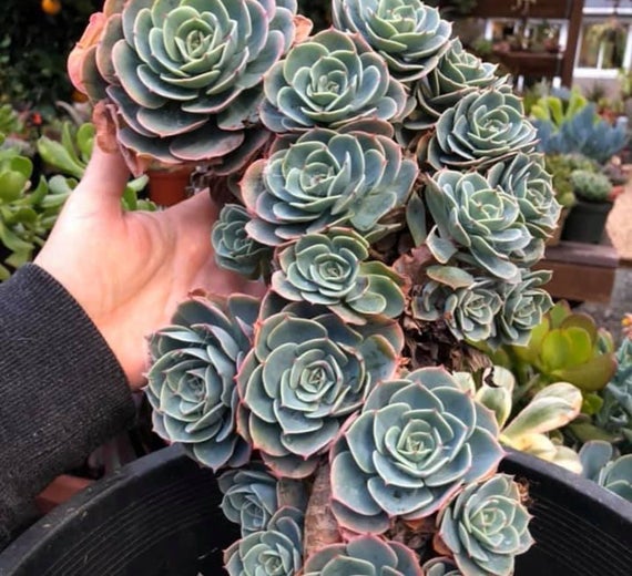 玉凤 Echeveria Imbricata