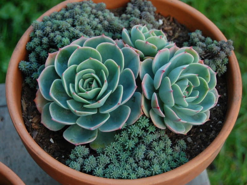 玉凤 Echeveria Imbricata