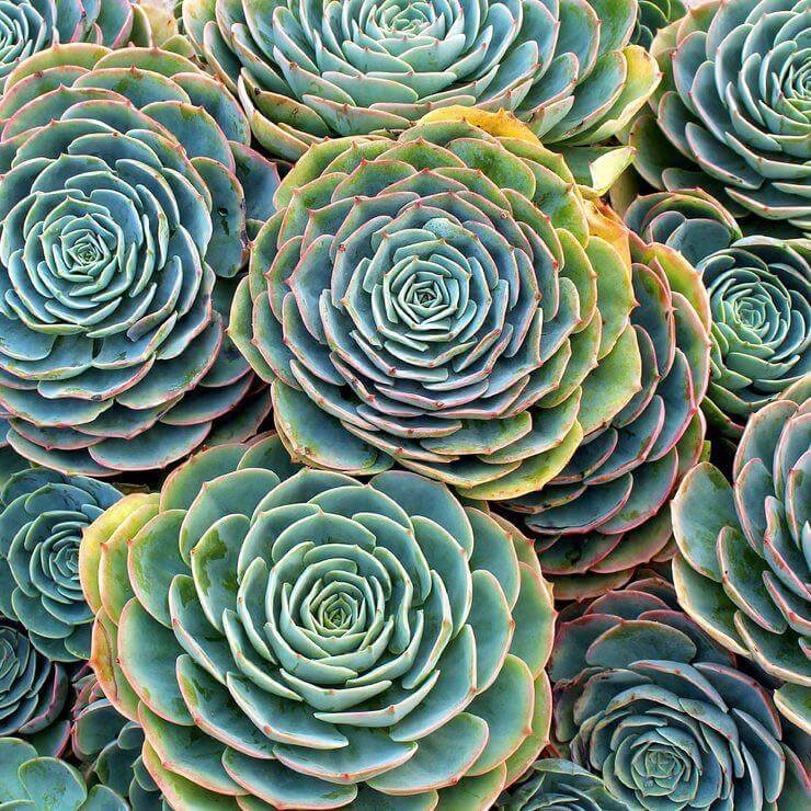 玉凤 Echeveria Imbricata