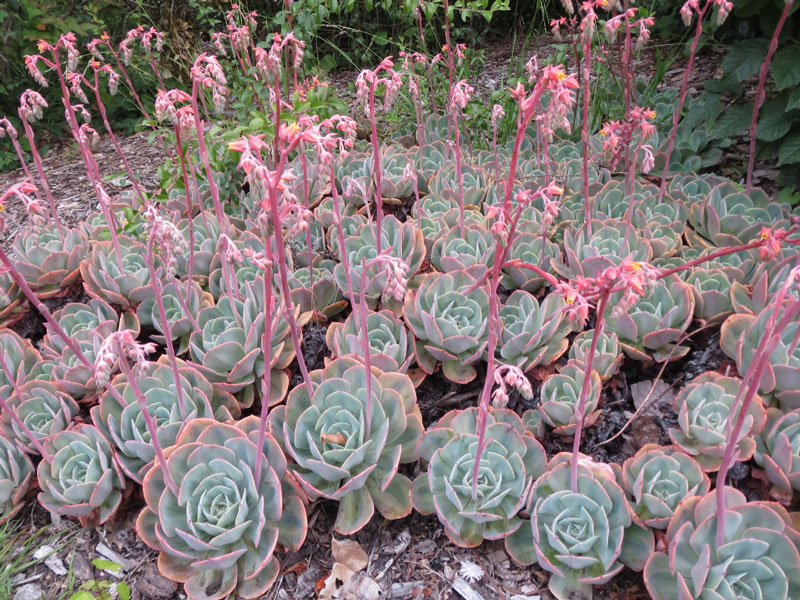 玉凤 Echeveria Imbricata