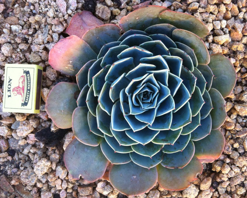 玉凤 Echeveria Imbricata