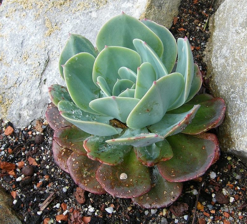 玉凤 Echeveria Imbricata